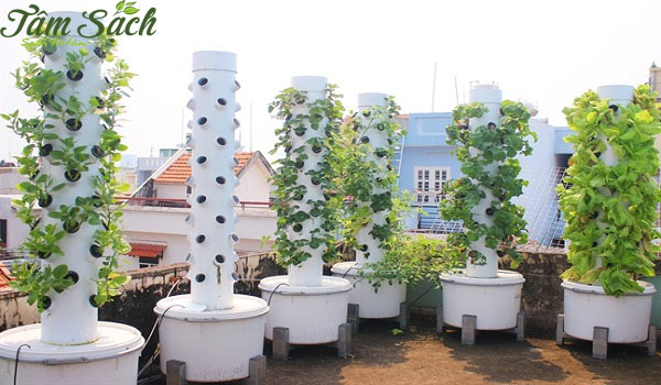  Các phương pháp trồng rau sạch