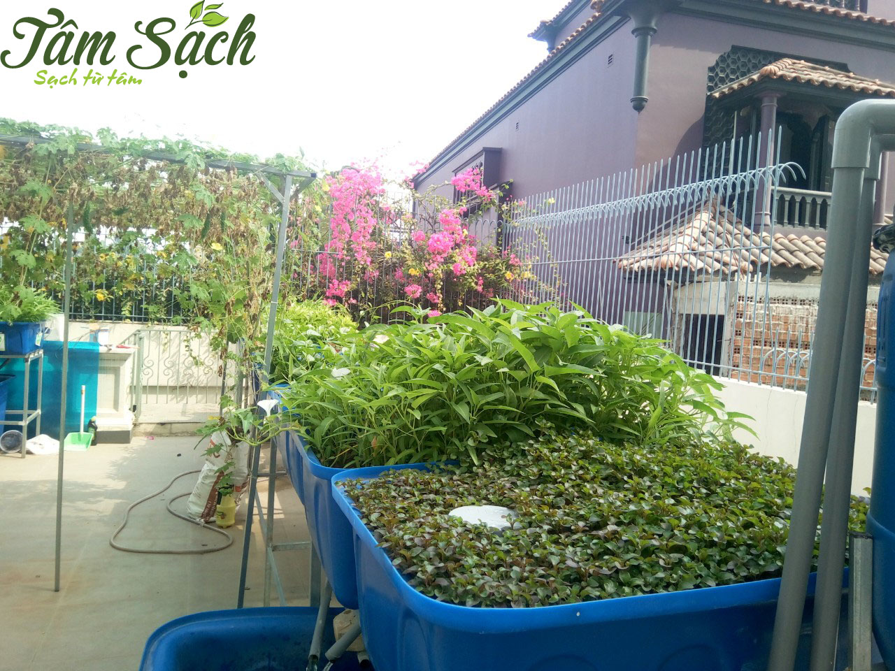 Các vườn rau sạch tại nhà
