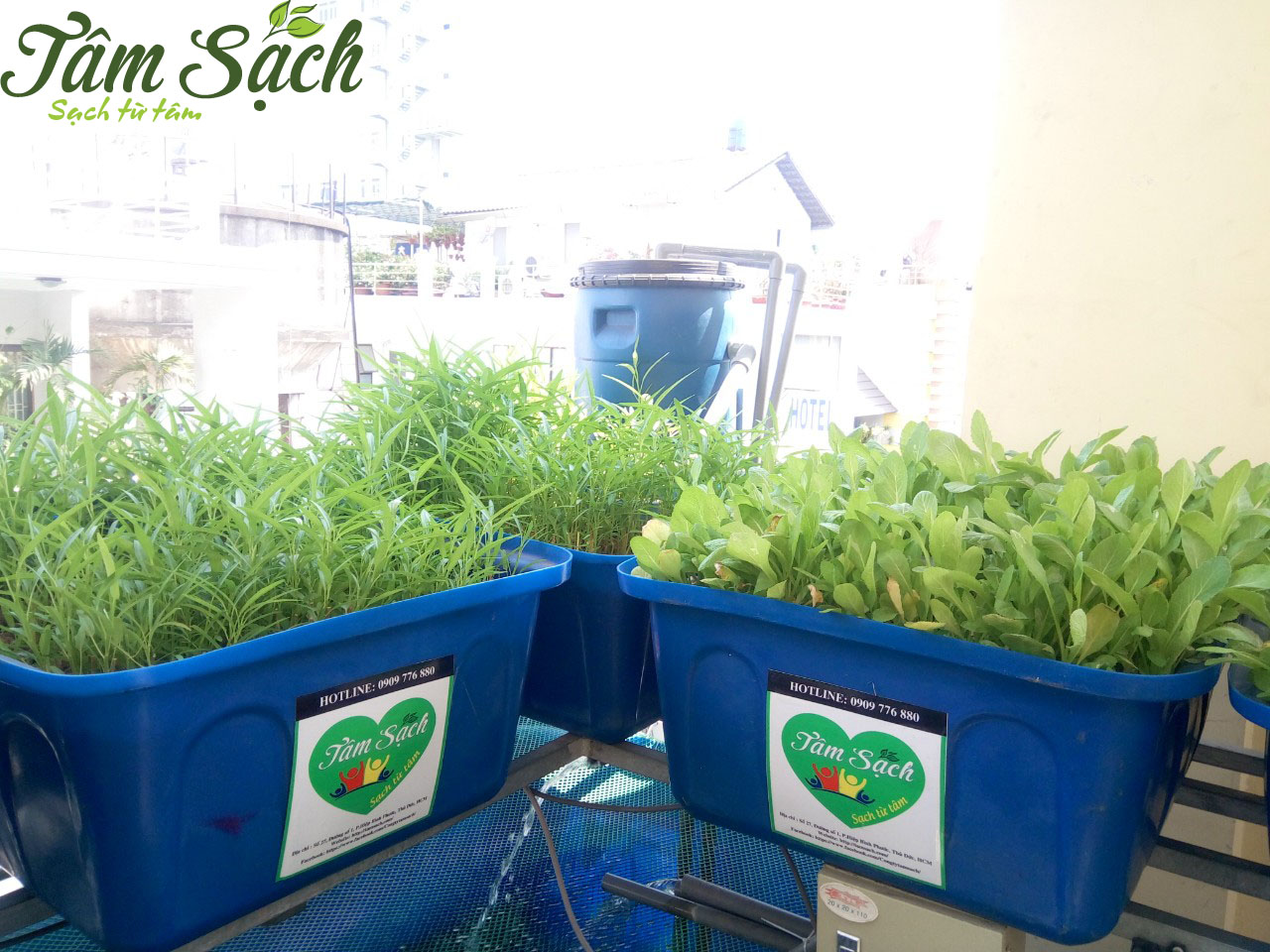 Các vườn rau sạch tại nhà