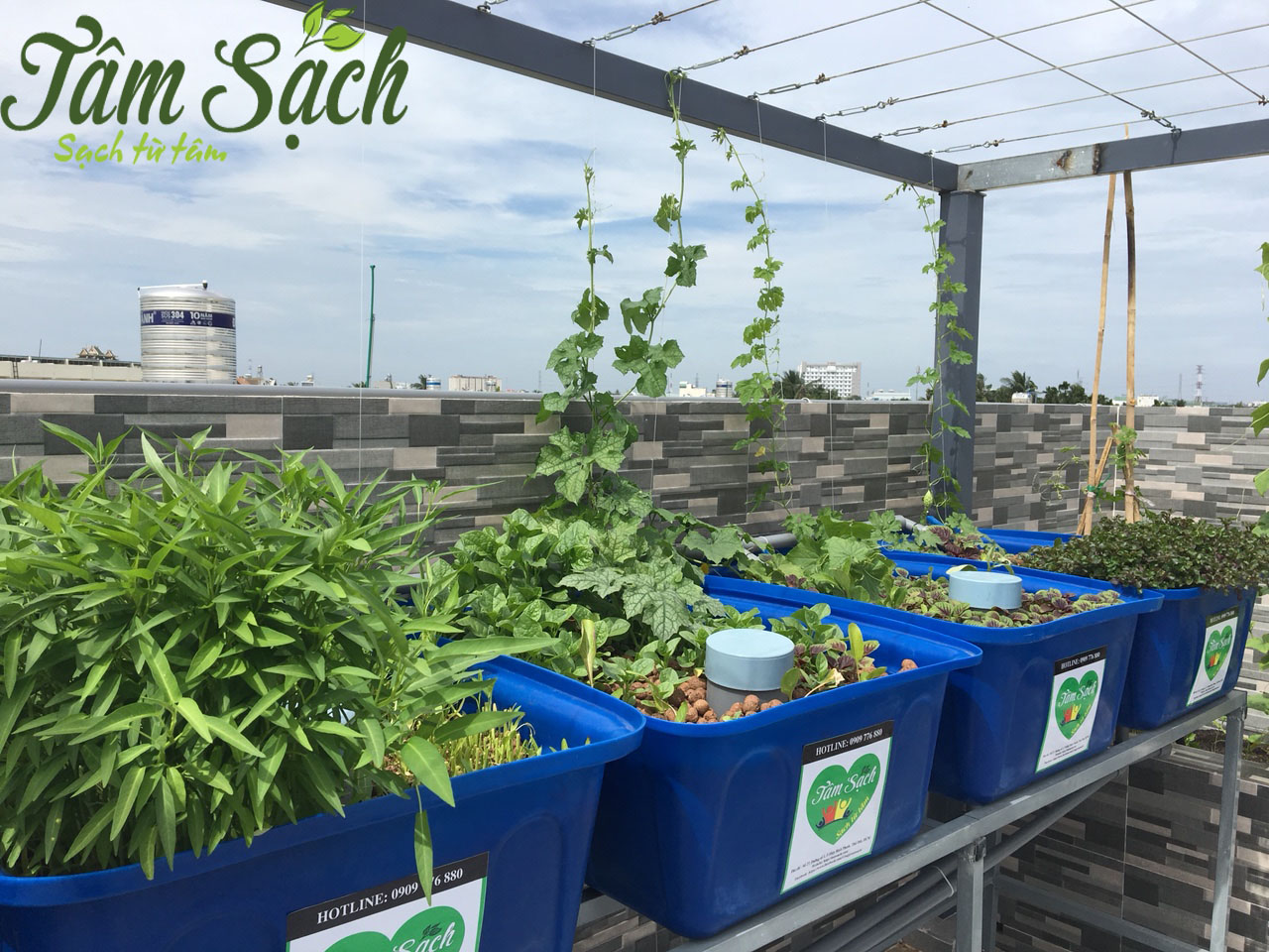 Các vườn rau sạch tại nhà
