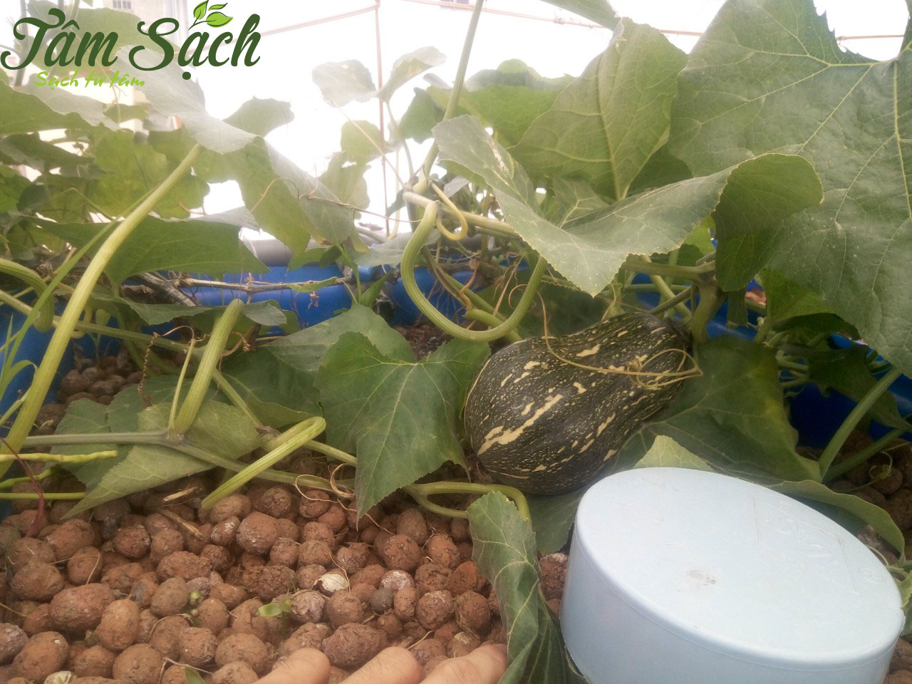 Cách làm hệ thống trồng rau sạch aquaponics