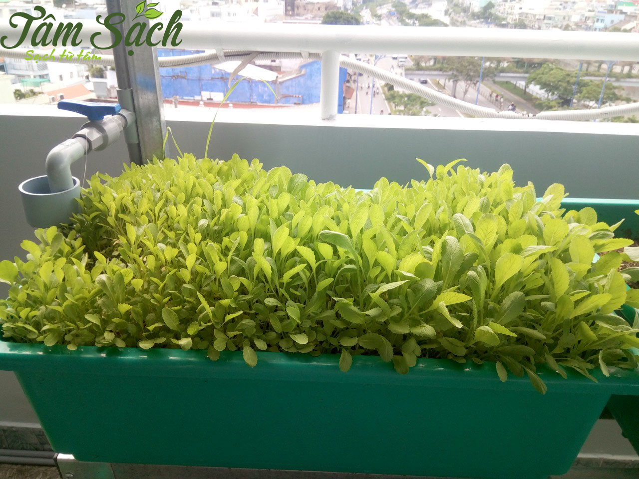 Cách trồng rau cải tại vườn nhà