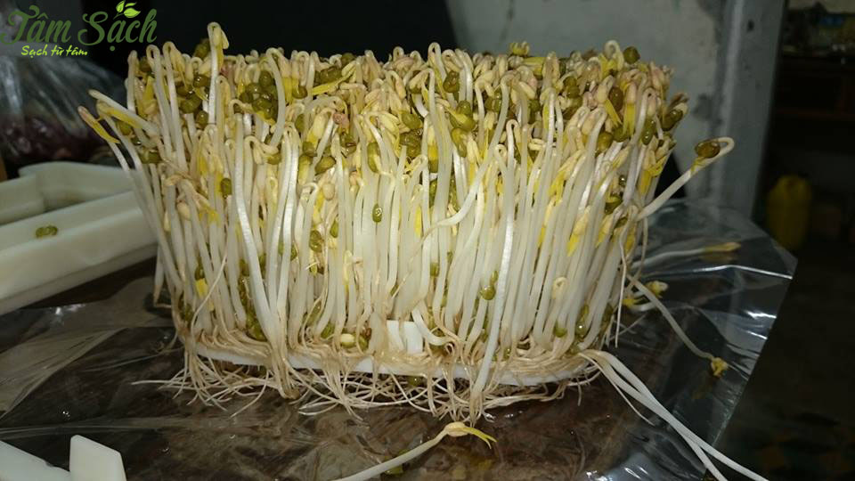 Cách trồng rau mầm đơn giản