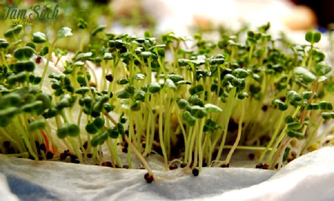 Cách trồng rau mầm đơn giản