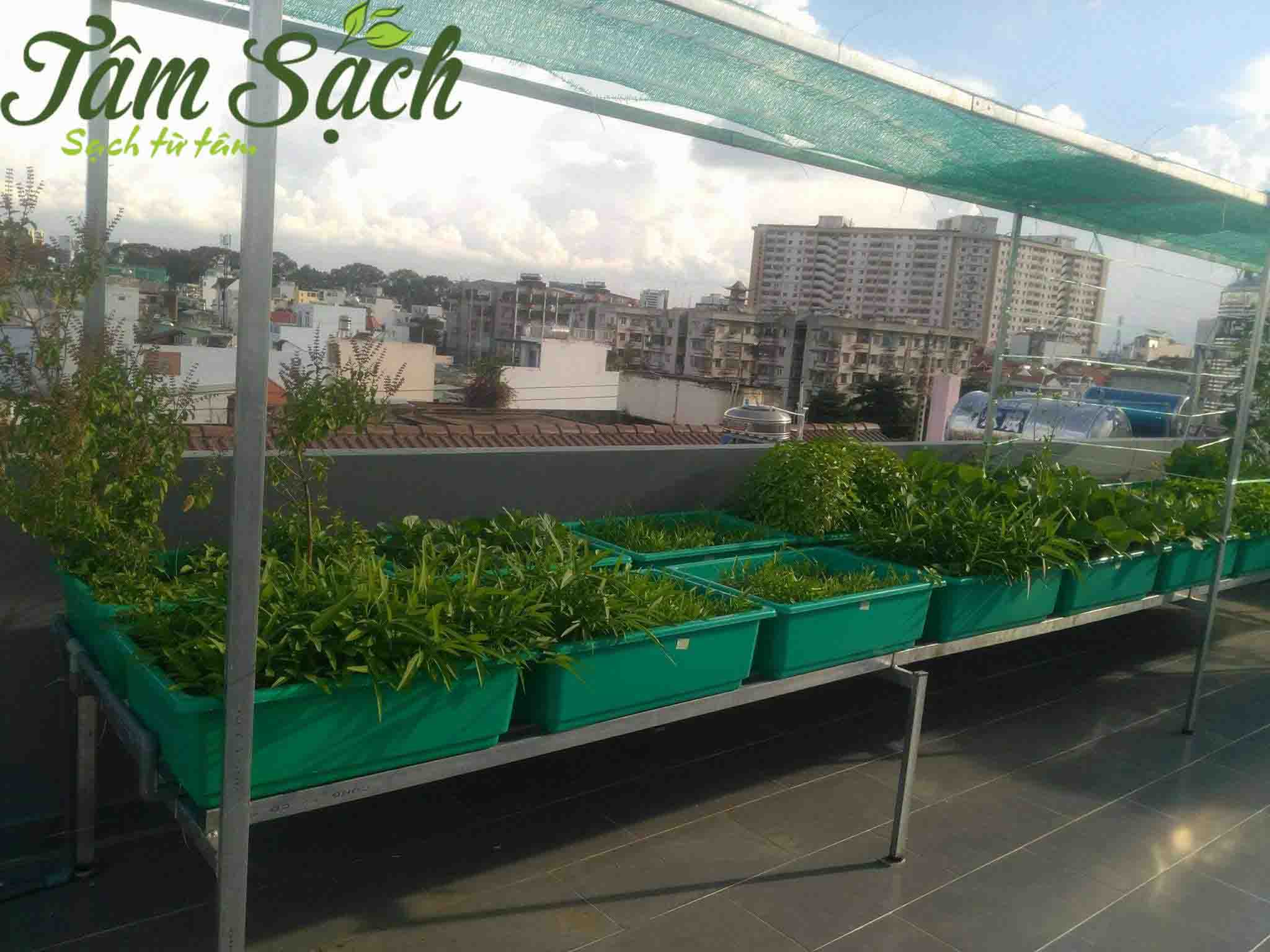 Mẫu chậu trồng rau hữu cơ gọn gàng, dễ vệ sinh