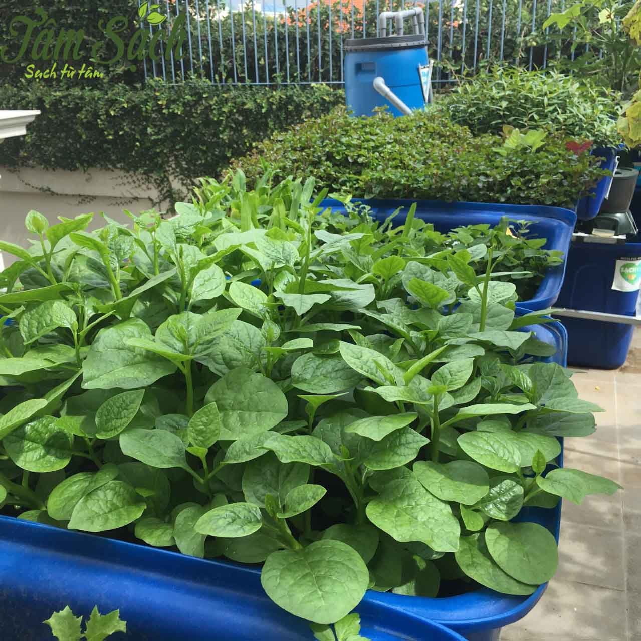 Mồng tơi phát triển tốt trong chậu nhựa 
