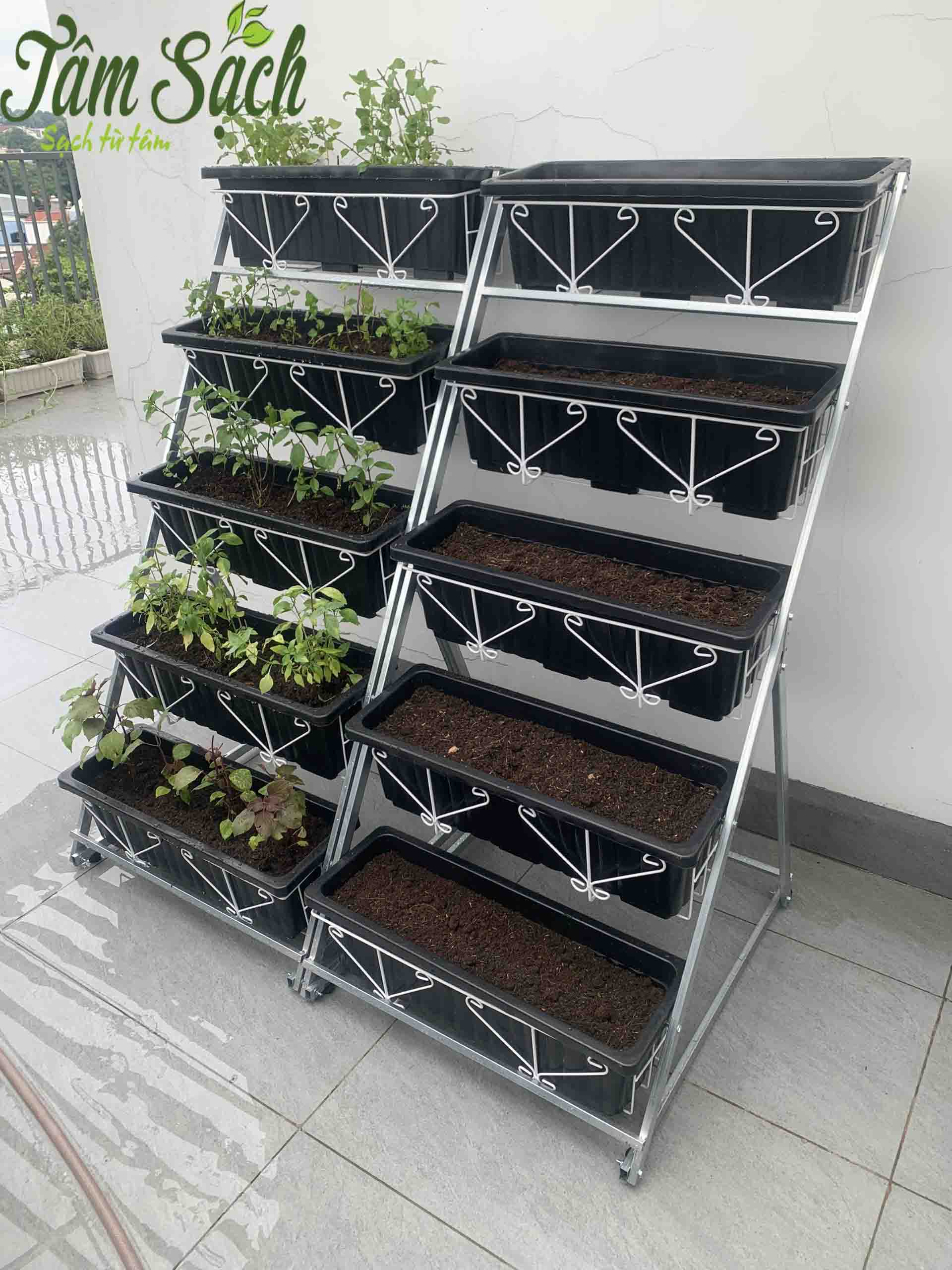 Trồng rau sạch trong chậu mini cho sân thượng hẹp