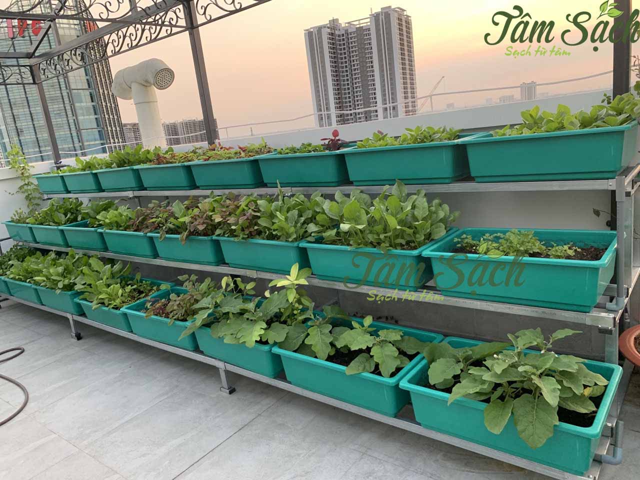 Kệ tầng kết hợp chậu nhựa trồng rau xanh mát