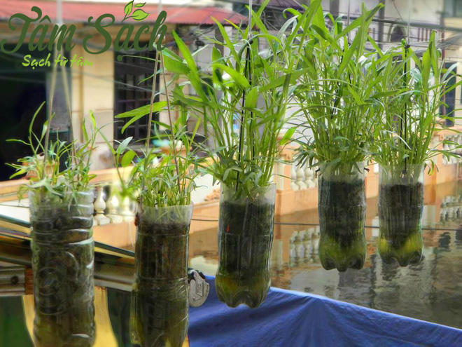 Cách trồng rau sân thượng