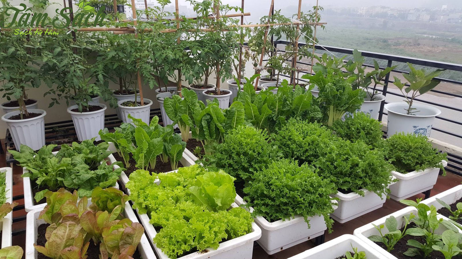 Cách trồng rau sân thượng