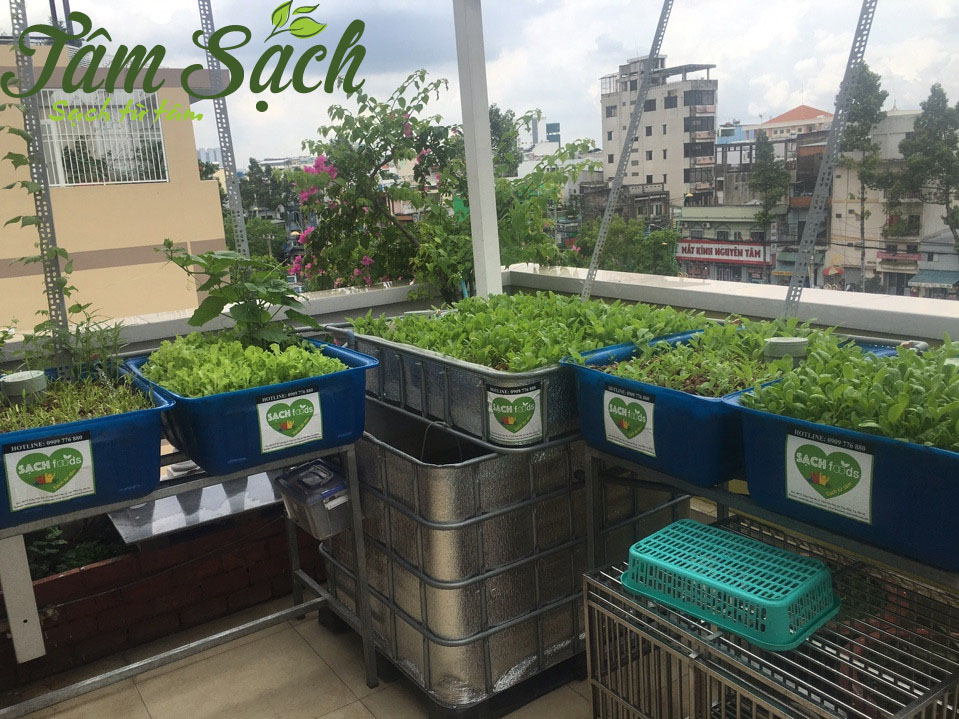  Cách trồng rau trên sân thượng