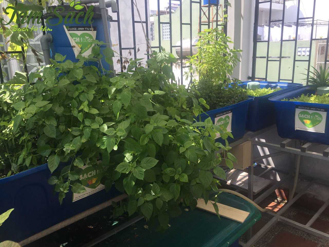  Cách trồng rau trên sân thượng