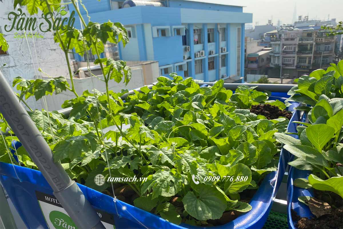 Chăm sóc vườn rau sân thượng Chăm sóc vườn rau sân thượng