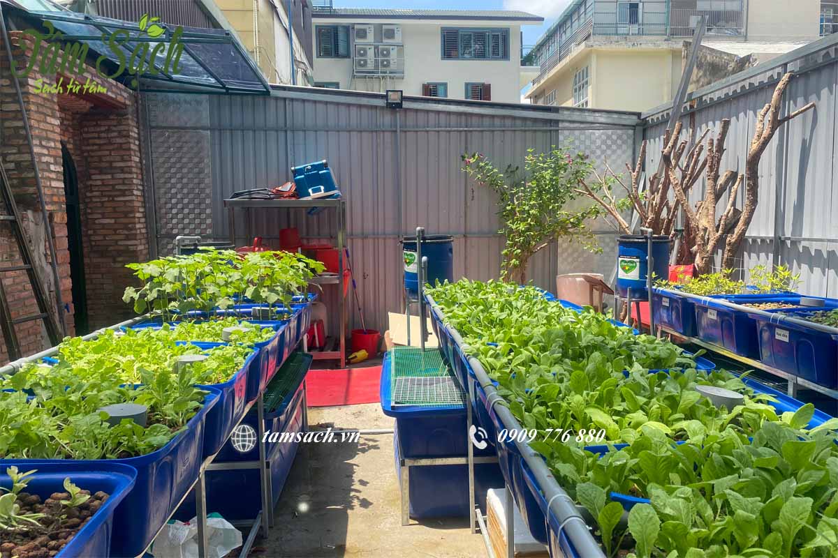 Chăm sóc vườn rau sân thượng Chăm sóc vườn rau sân thượng