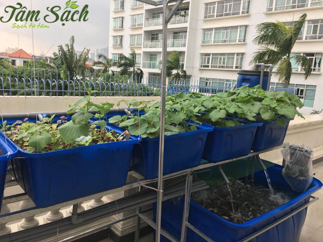 Chi phí trồng rau sạch