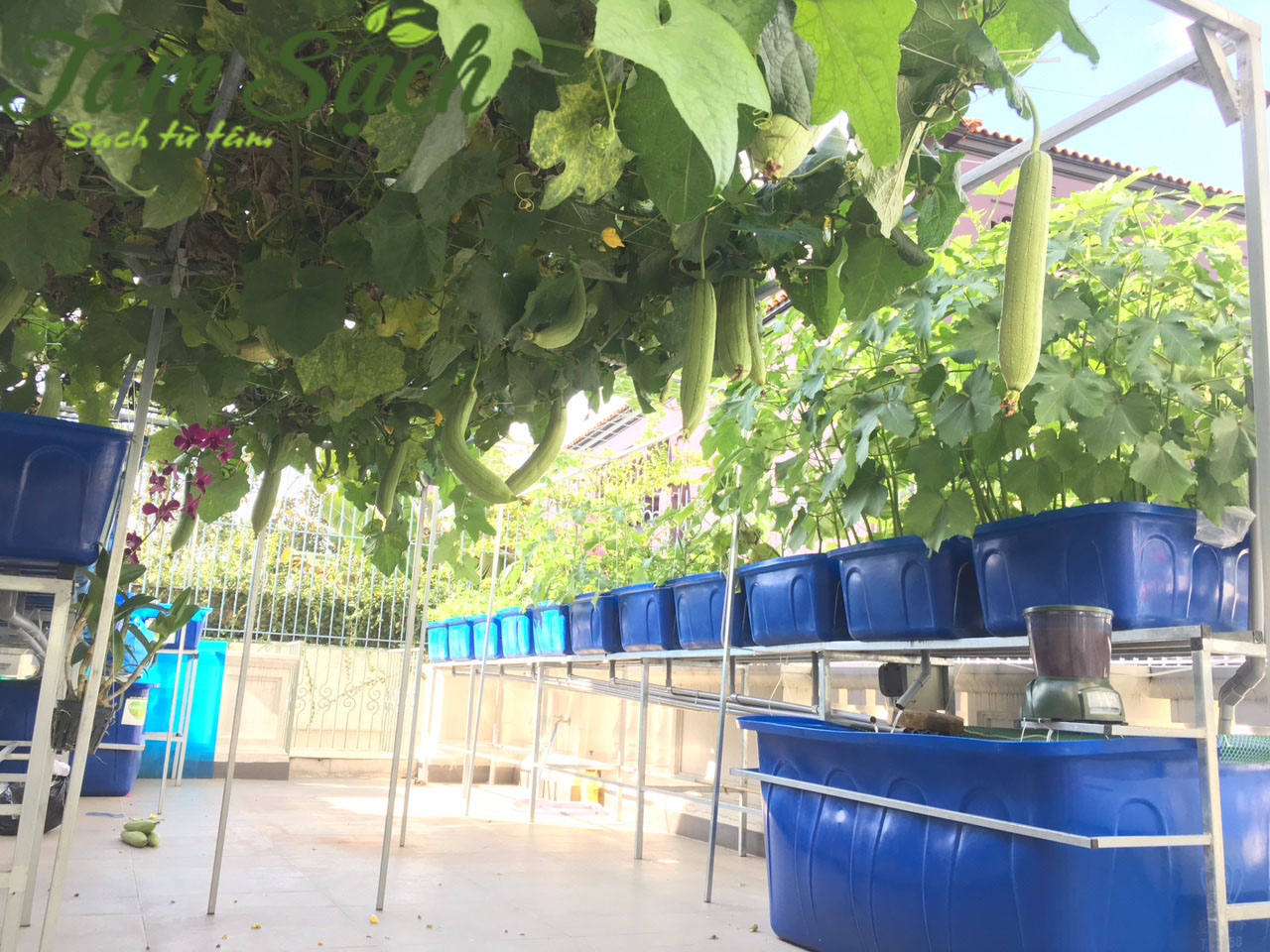 Chi phí trồng rau sạch