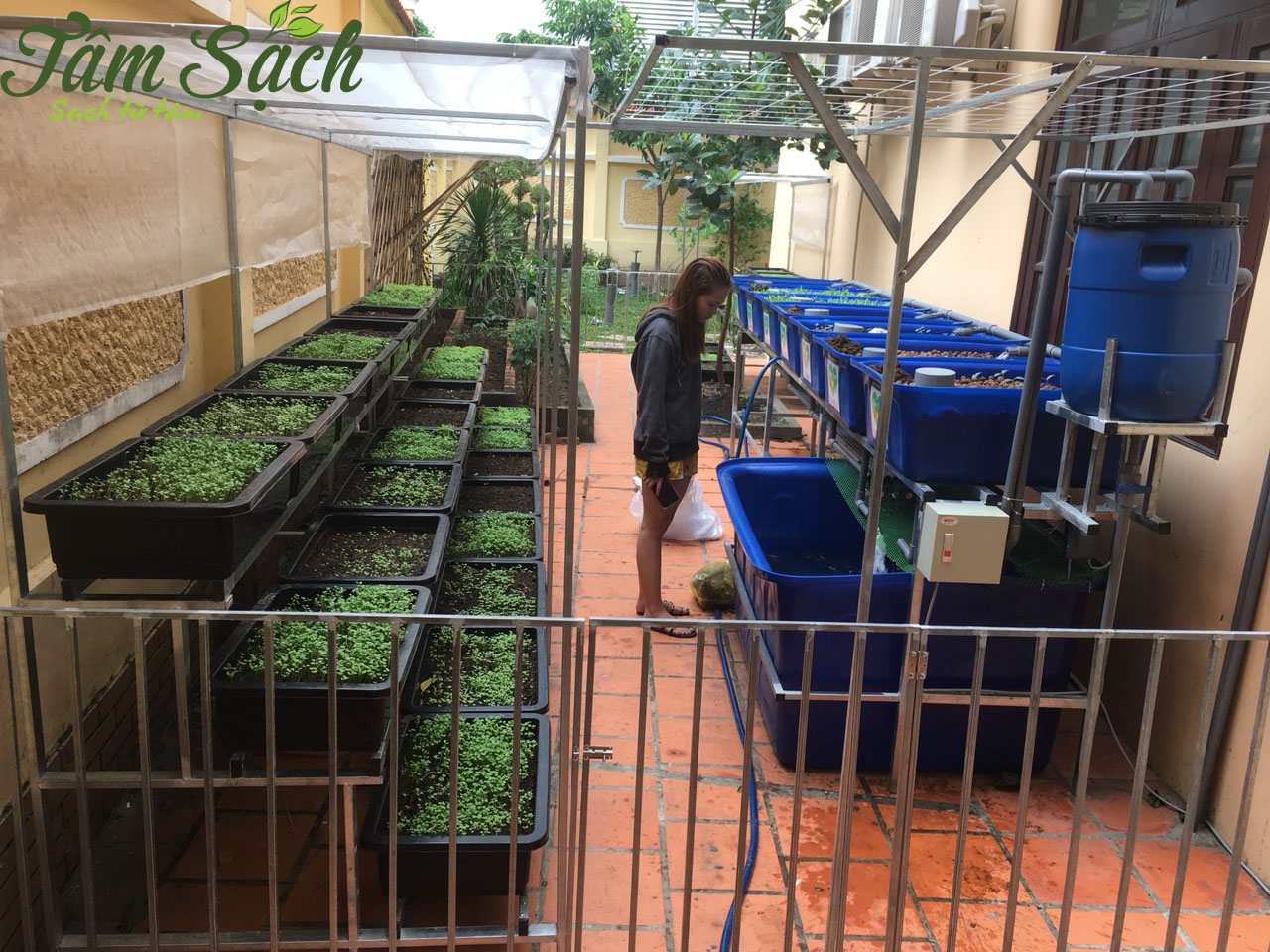 Công nghệ trồng rau thủy canh và nuôi cá