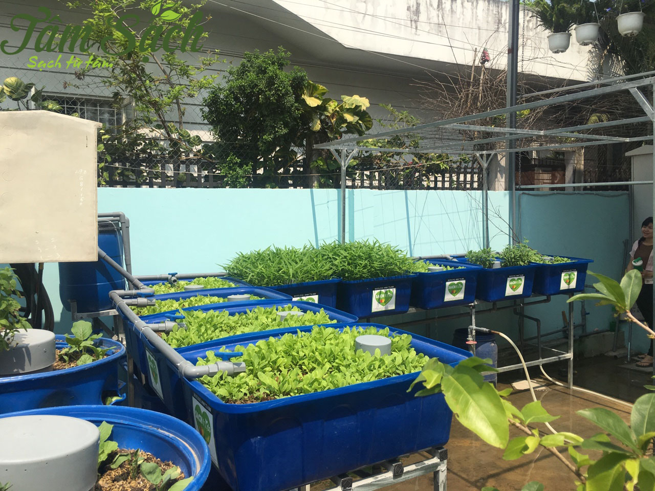 Công nghệ trồng rau thủy canh và nuôi cá