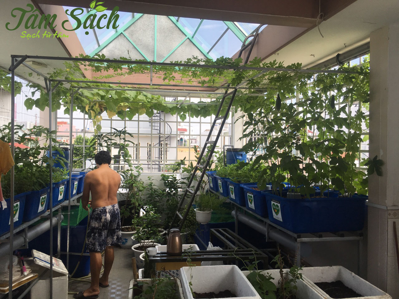 Dịch vụ trồng rau sạch