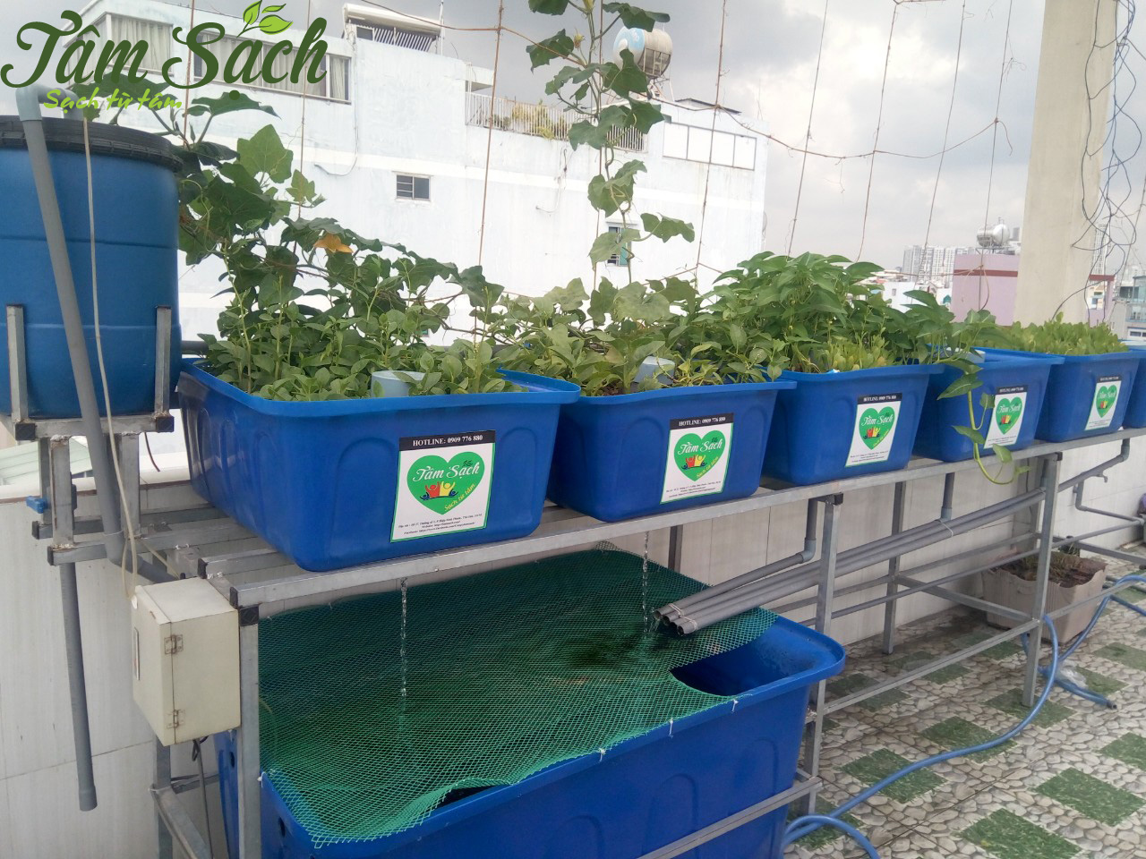 Dịch vụ trồng rau sạch tại nhà ở tphcm
