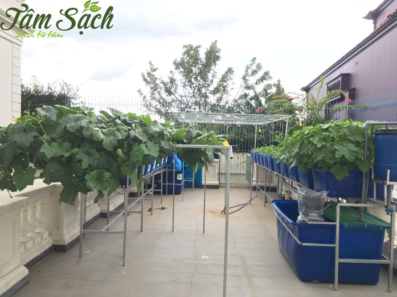 Dịch vụ trồng rau sạch tại nhà ở tphcm