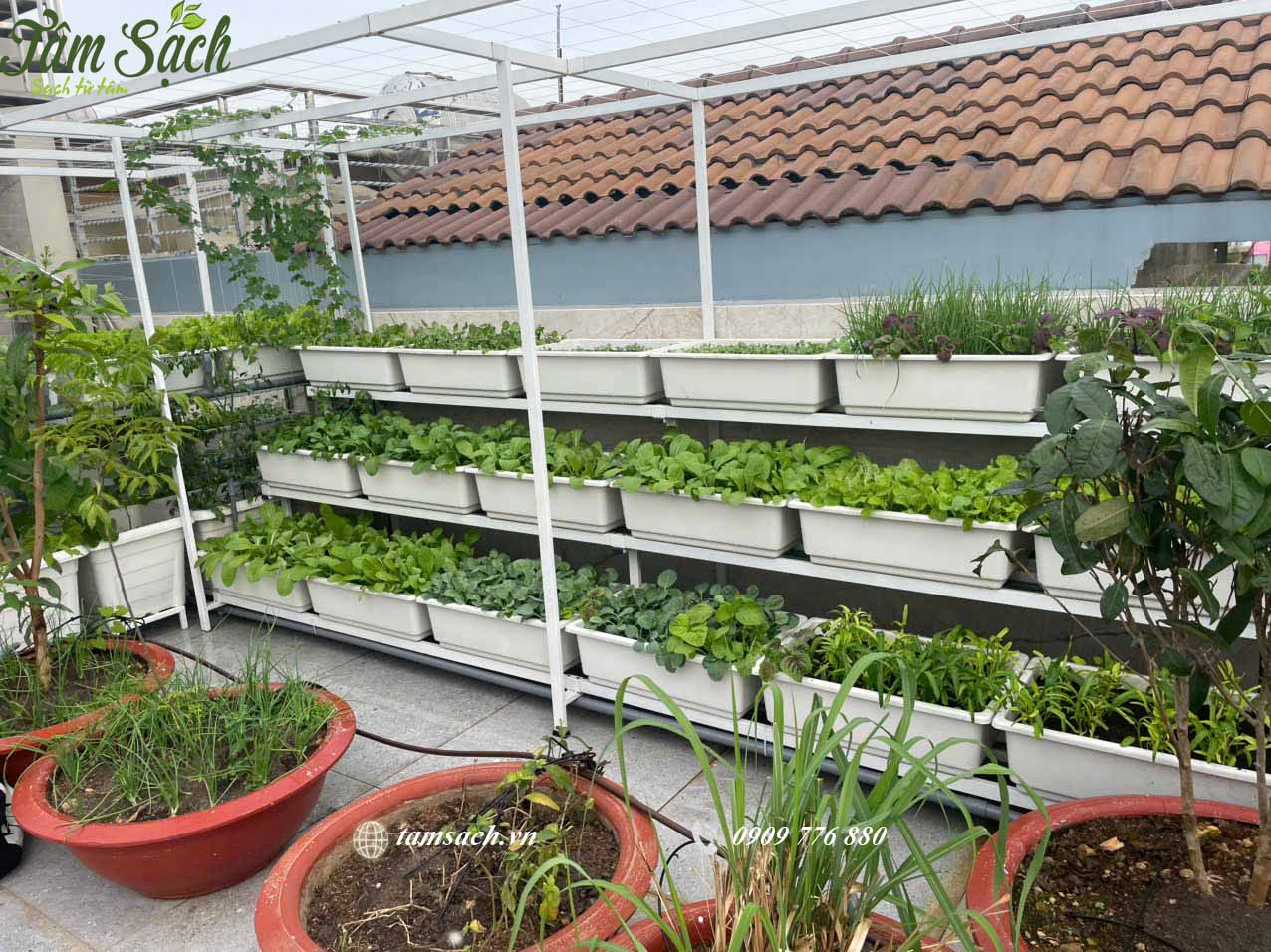 Rau xanh phân bố đều trên 3 tầng.