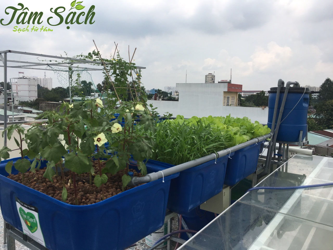 Giàn trồng rau sạch tại nhà
