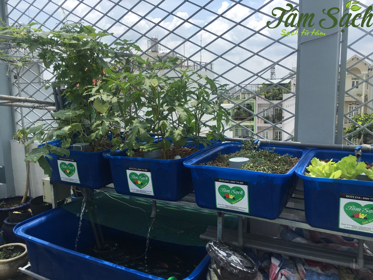 Giàn trồng rau sạch tại nhà