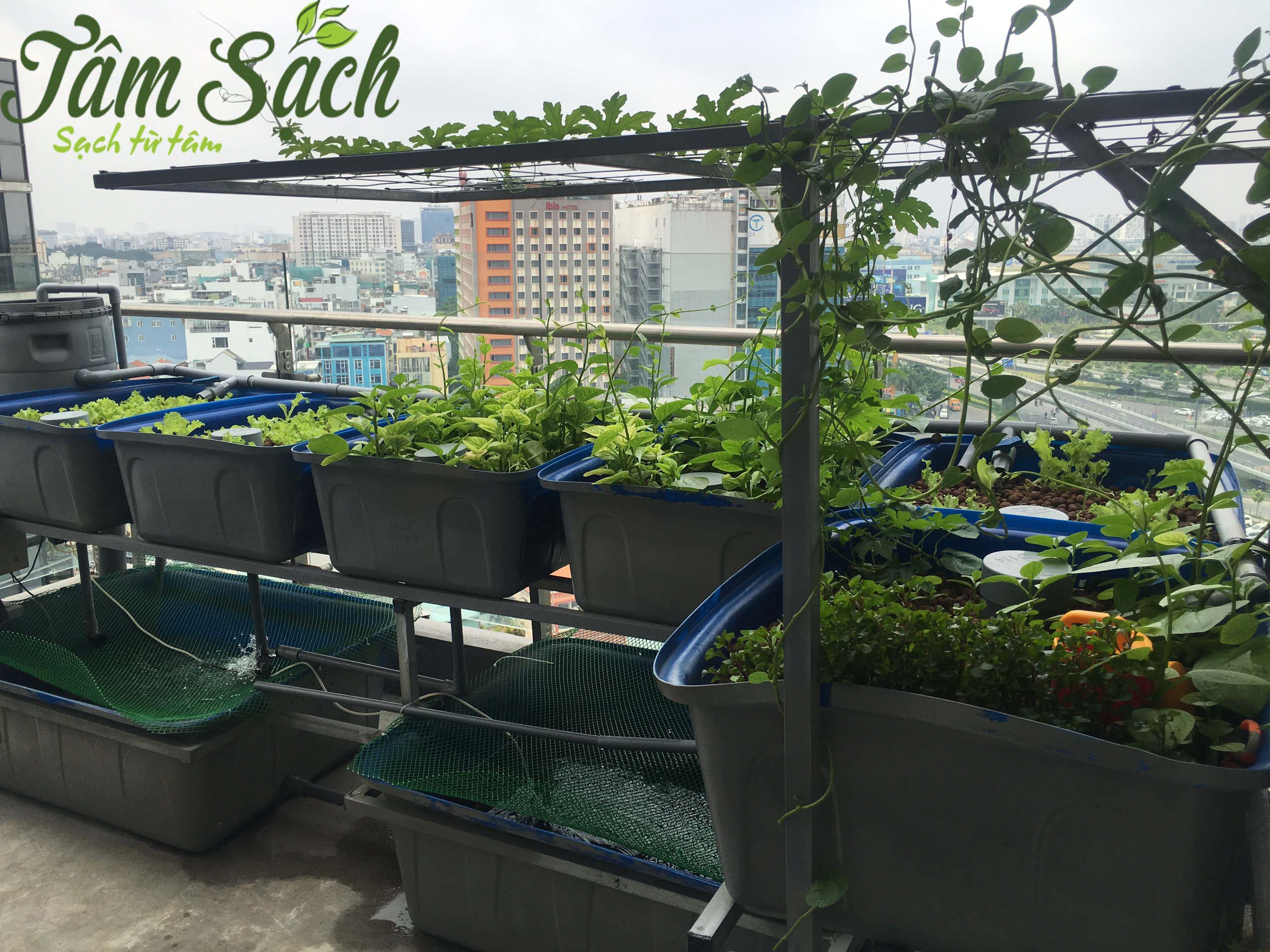 Giàn trồng rau trên sân thượng
