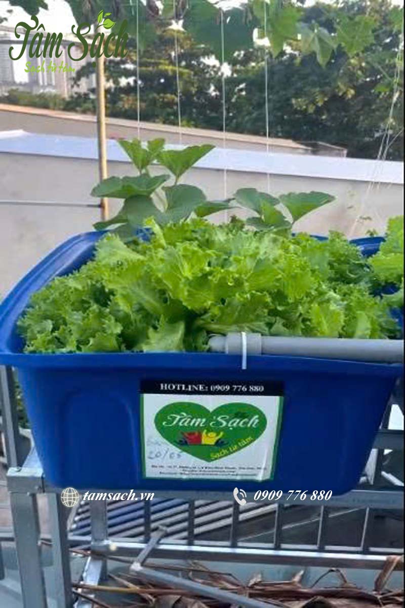 Hệ thống Aquapopnics 7khay