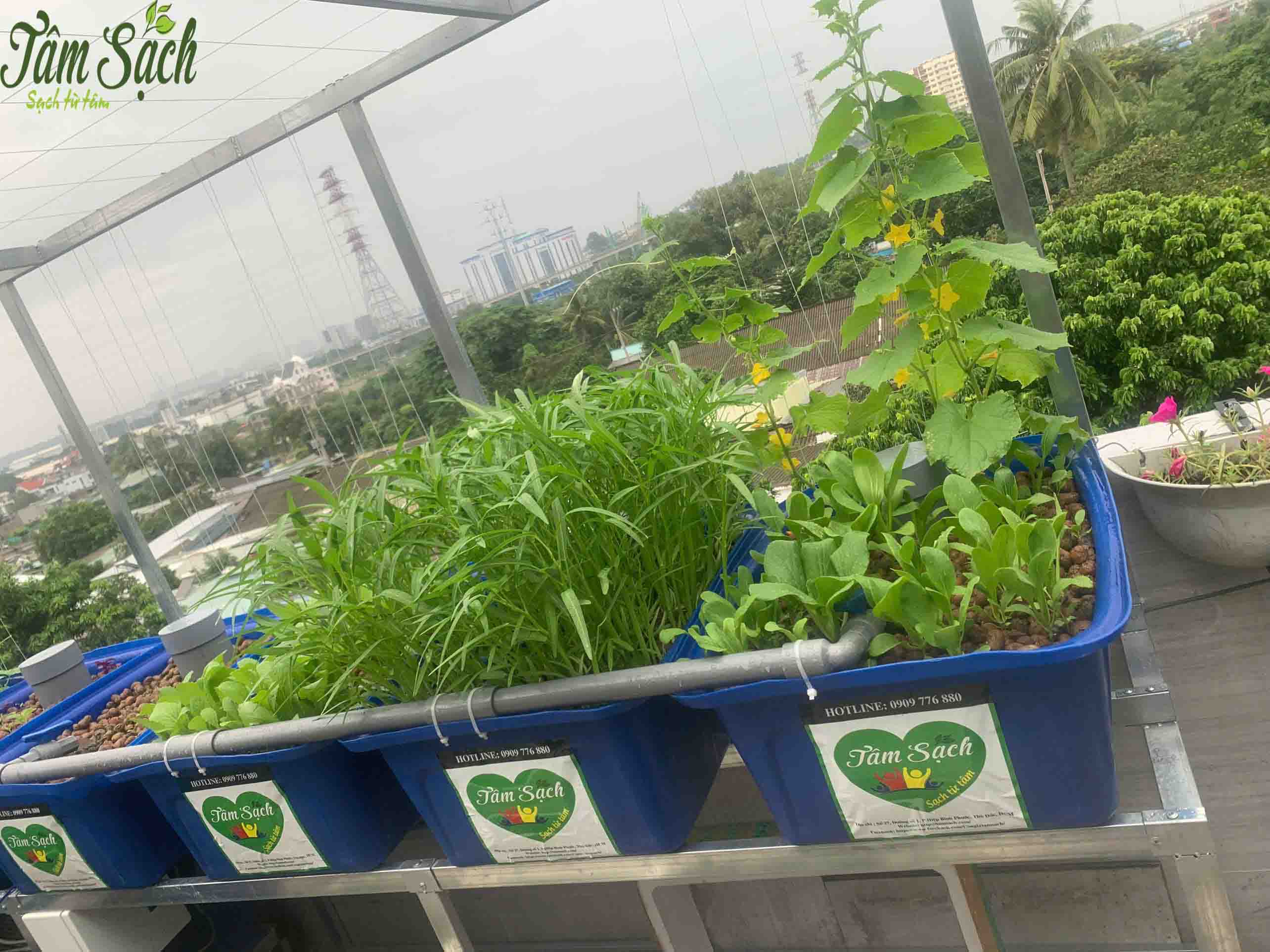 hệ thống aquaponics gia đình hệ thống aquaponics gia đình