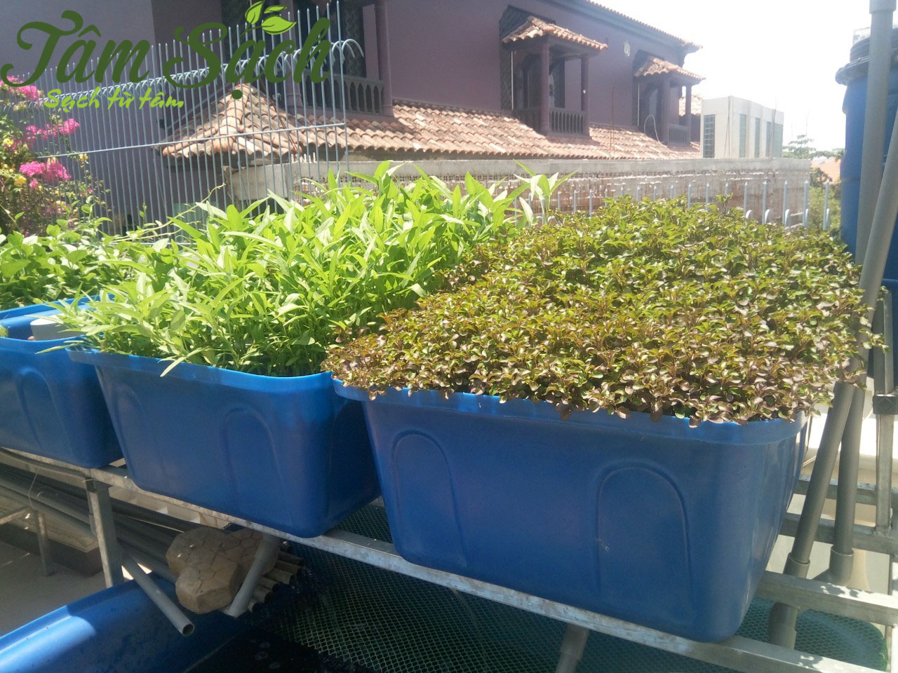 Hệ thống trồng rau aquaponics