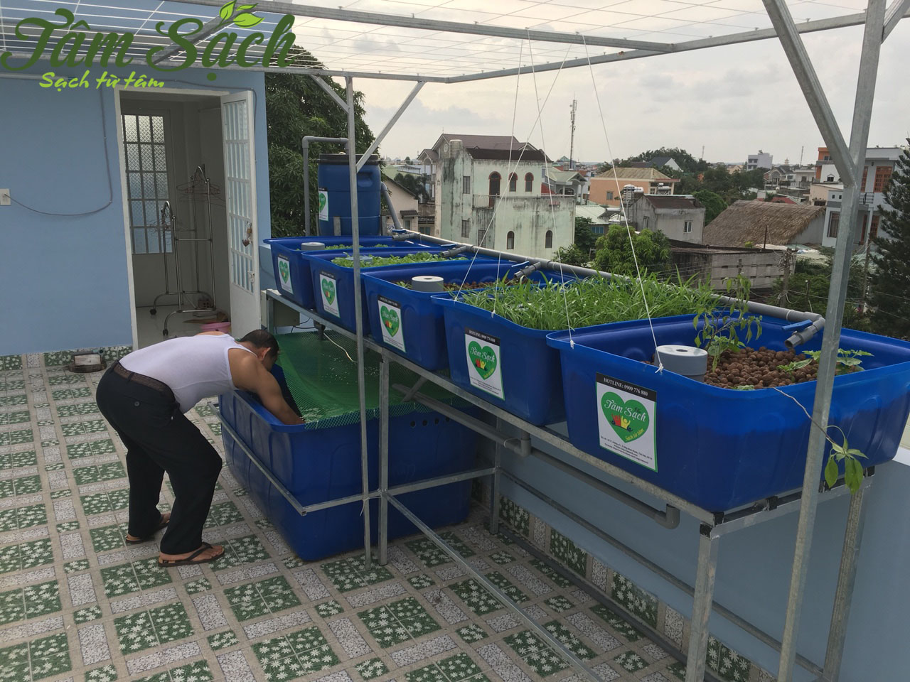 Hệ thống trồng rau aquaponics