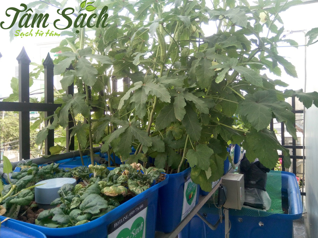 Hệ thống trồng rau aquaponics