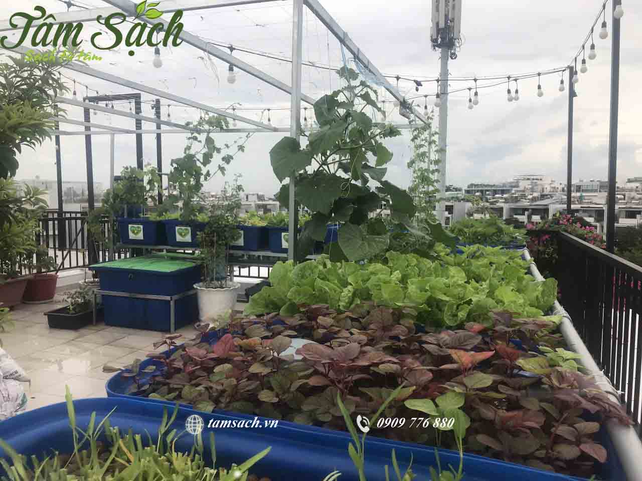 Hệ thống trồng rau nuôi cá tuần hoàn khép kín aquaponics