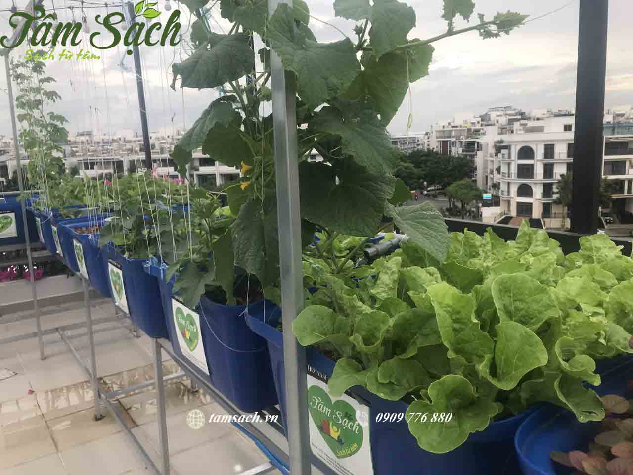 Hệ thống trồng rau nuôi cá tuần hoàn khép kín aquaponics