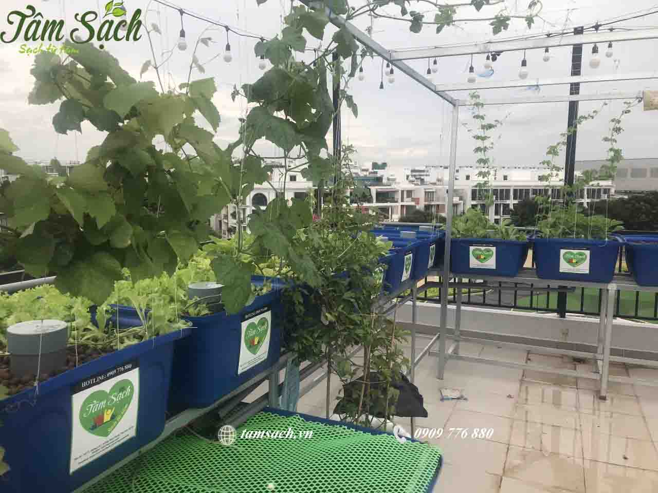 hệ thống trồng rau nuôi cá tuần hoàn khép kín Aquaponics