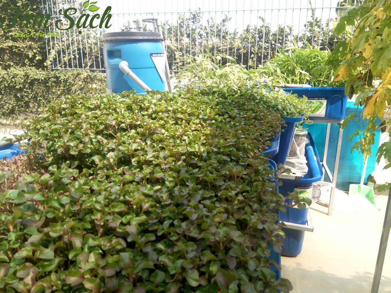 Hệ thống trồng rau sạch kết hợp nuôi thủy sản