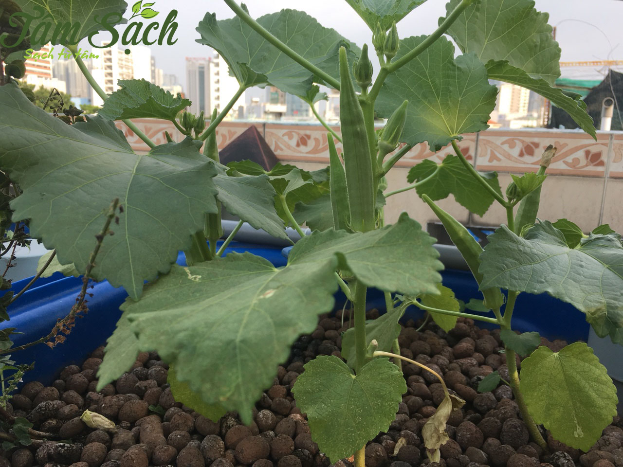 Hệ thống trồng rau sân thượng