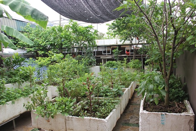 Hướng dẫn trồng rau trên sân thượng