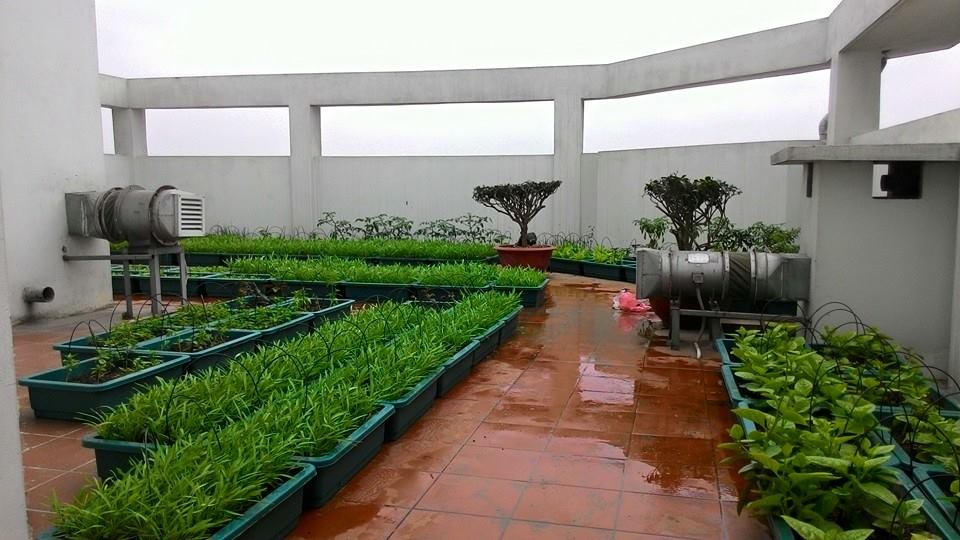 Hướng dẫn trồng rau trên sân thượng