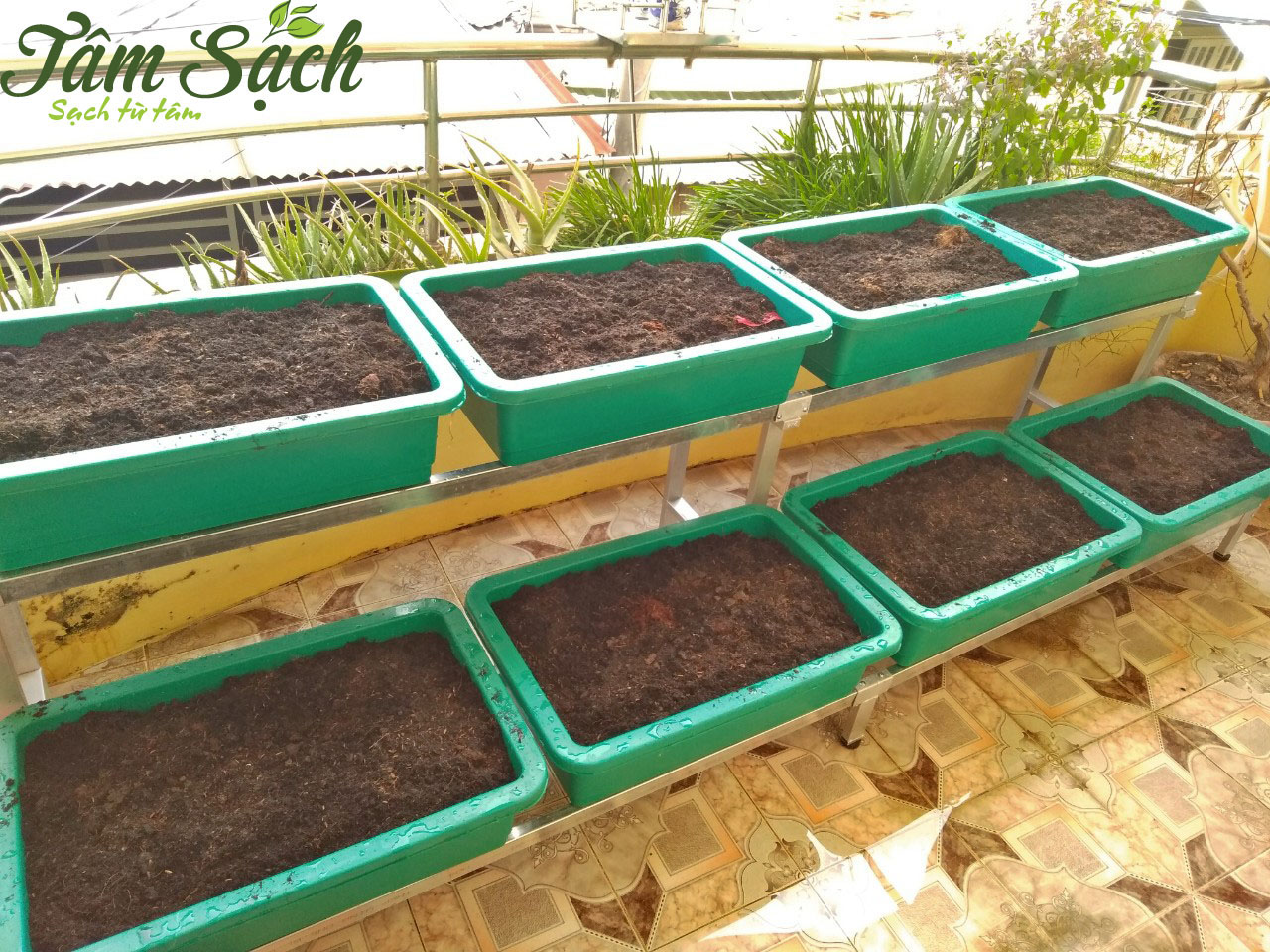 Kệ trồng rau sạch tại nhà