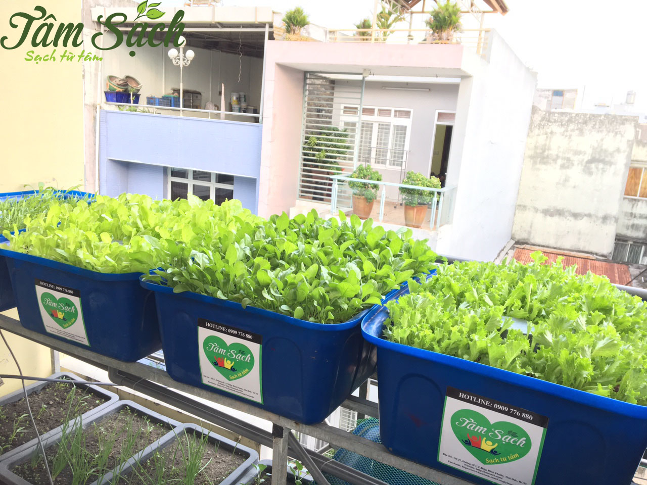 Kinh nghiệm trồng rau sân thượng