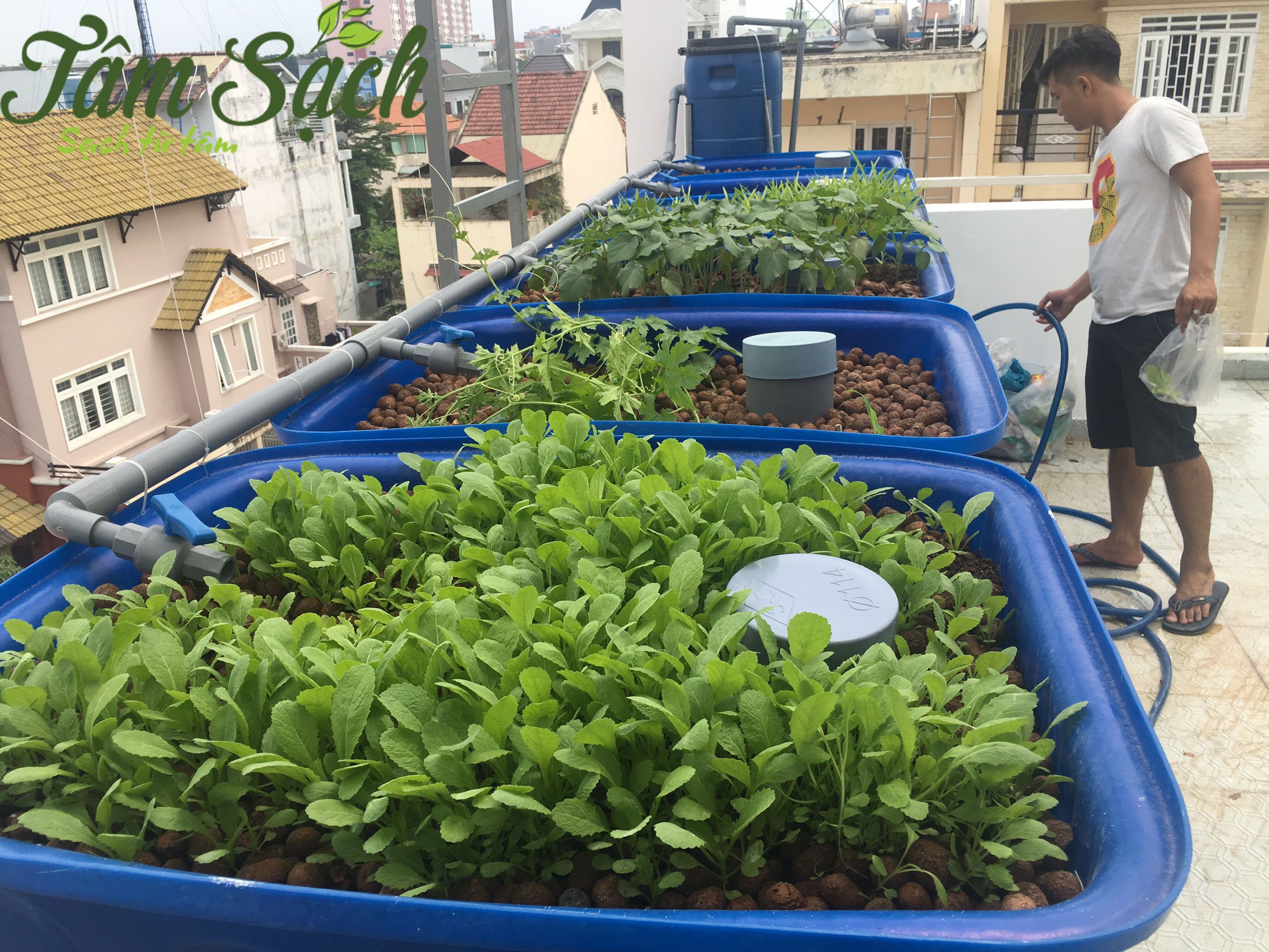 Kinh nghiệm trồng rau sân thượng