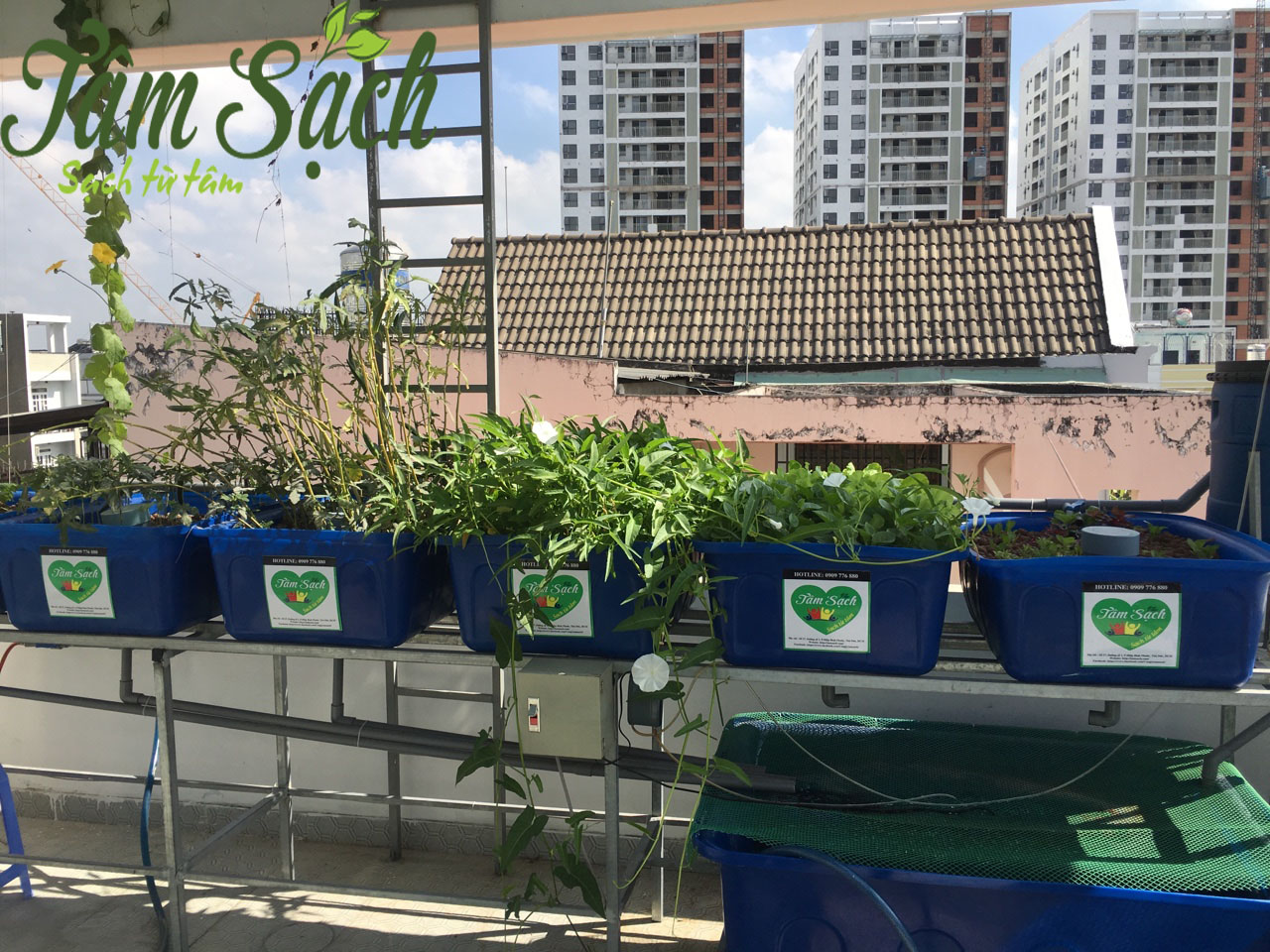 Kỹ thuật nuôi cá kết hợp trồng cây
