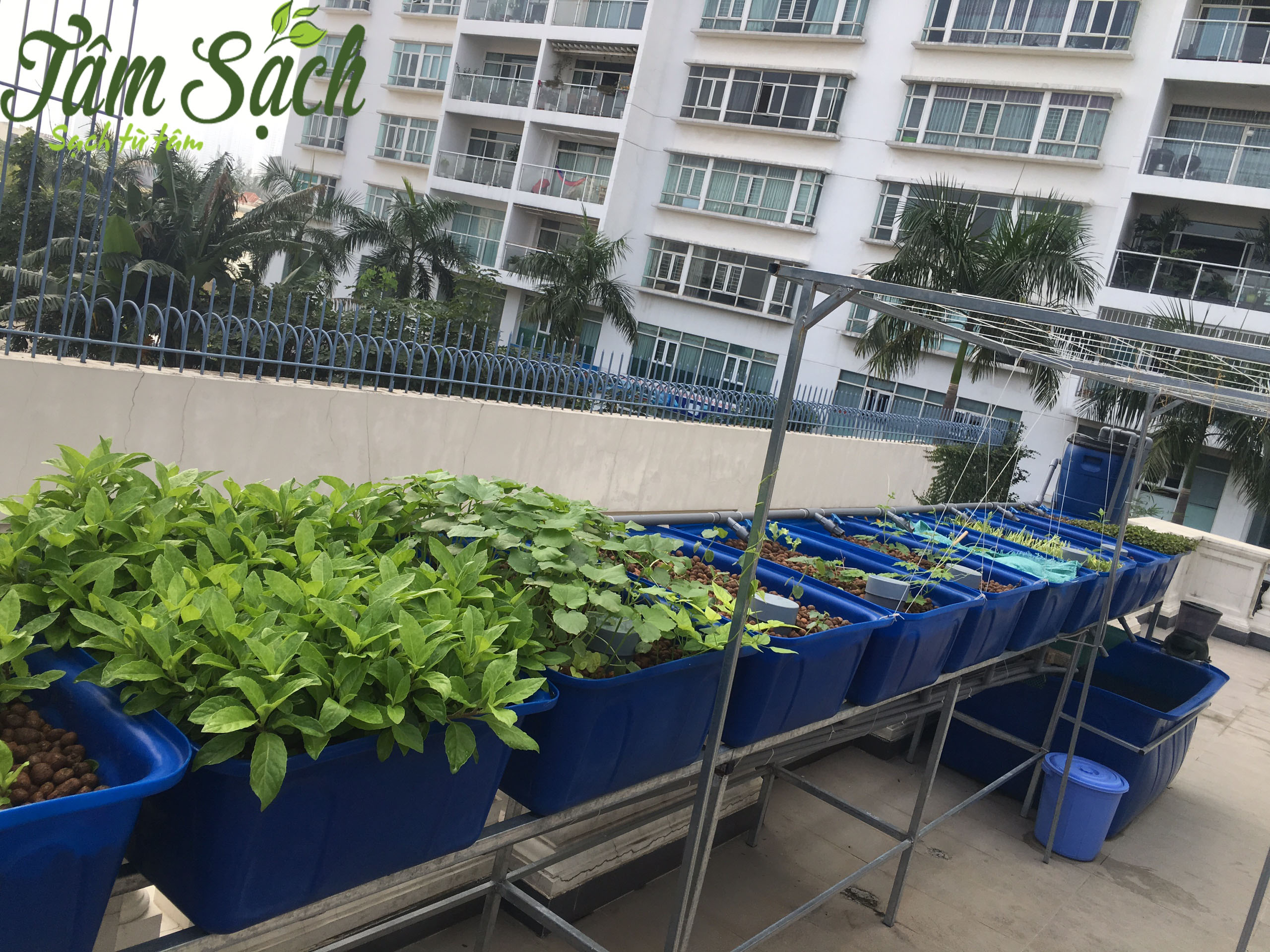 Kỹ thuật nuôi cá kết hợp trồng cây