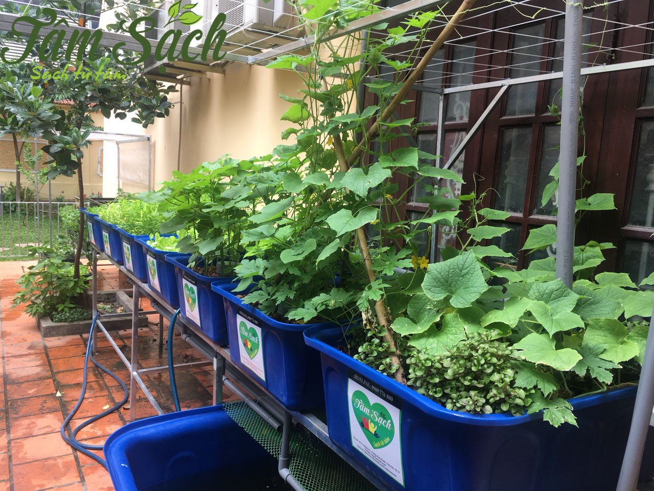 Kỹ thuật trồng rau nuôi cá