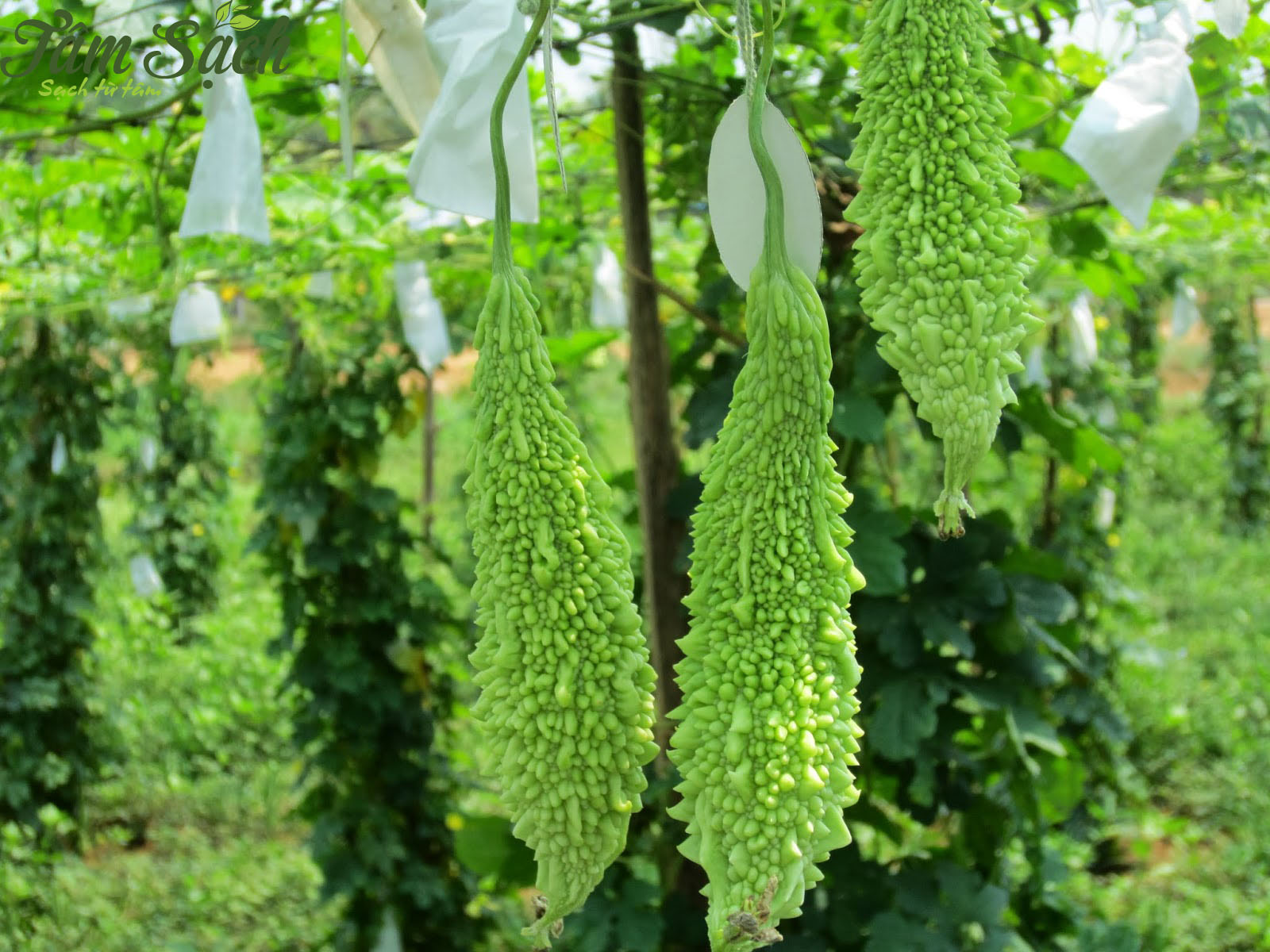 Kỹ thuật trồng rau sạch trên đất