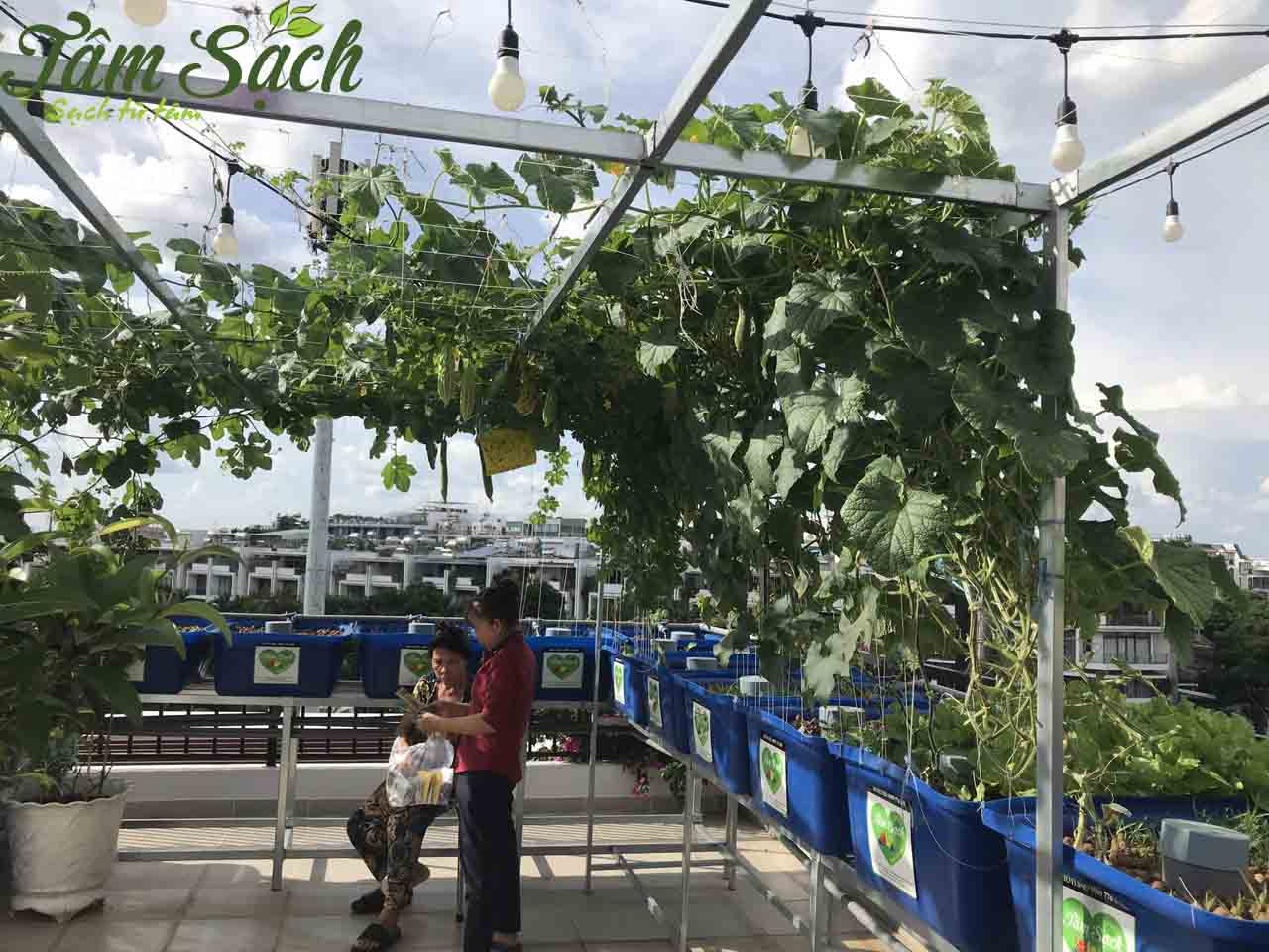 kỹ thuật trồng rau trên sân thượng