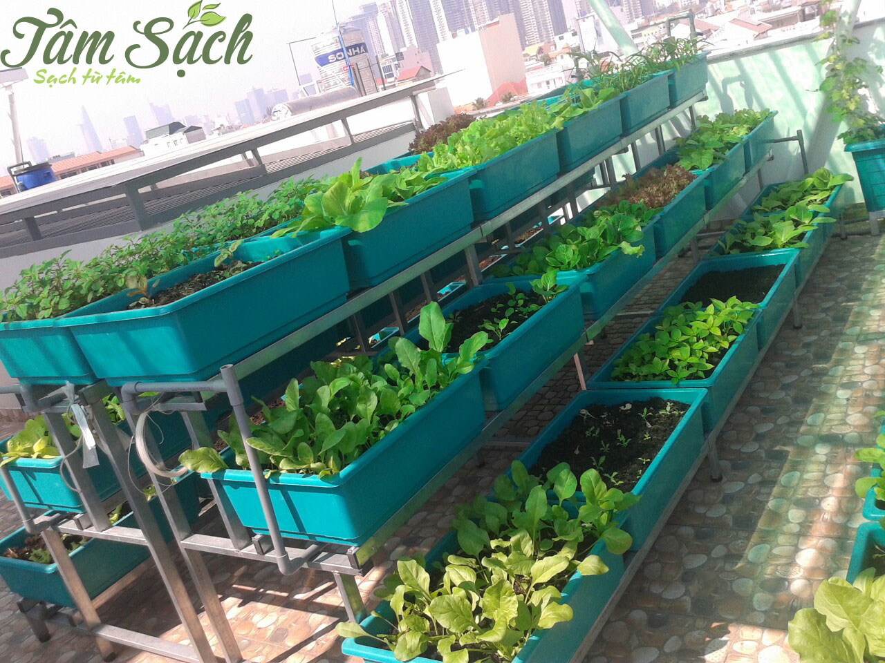 Làm giàn trồng rau sạch tại nhà